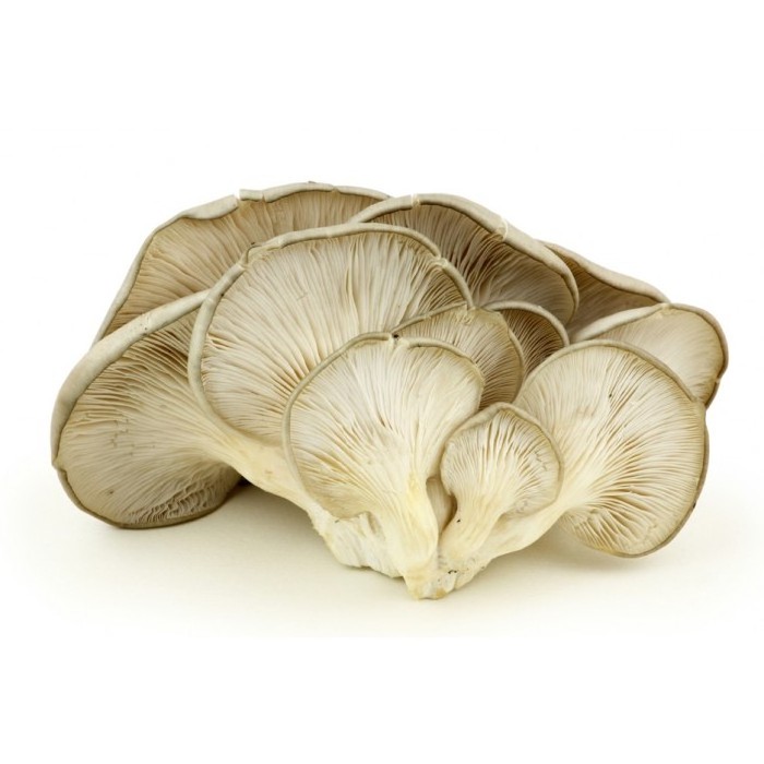 High quality wholesale dried mushroom shiitake dried mushroom