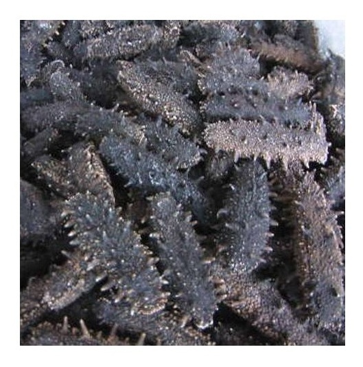 Wholesale Dealer Of Cheapest Price Dry Dried Sea Cucumber - DRIED and Frozen SEAFOOD