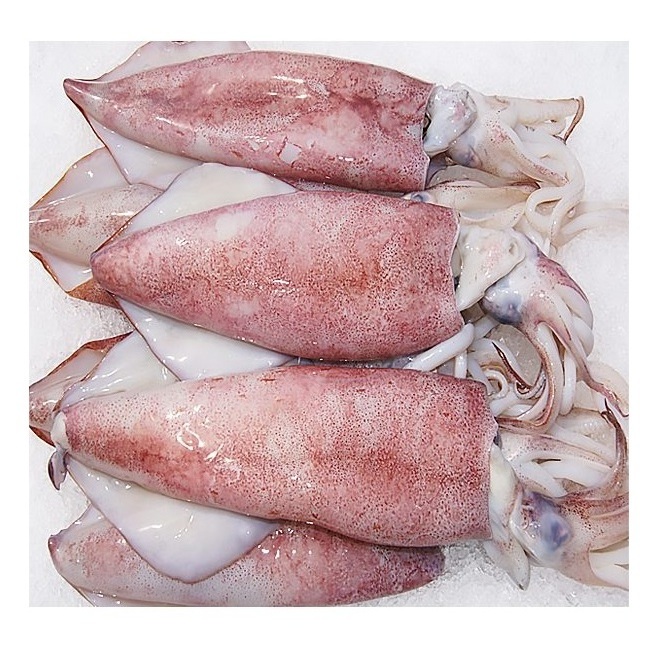 Best Quality Hot Sale Price Frozen Whole Loligo Squid (Seafood) From Norway