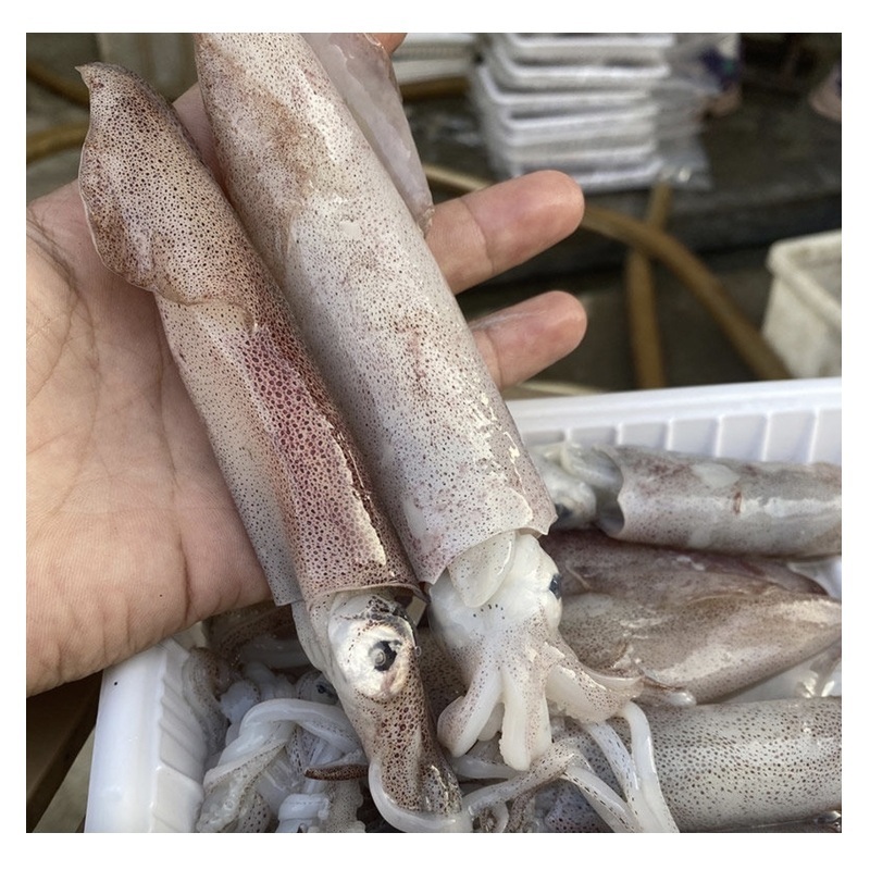 Best Quality Hot Sale Price Frozen Whole Loligo Squid (Seafood) From Norway