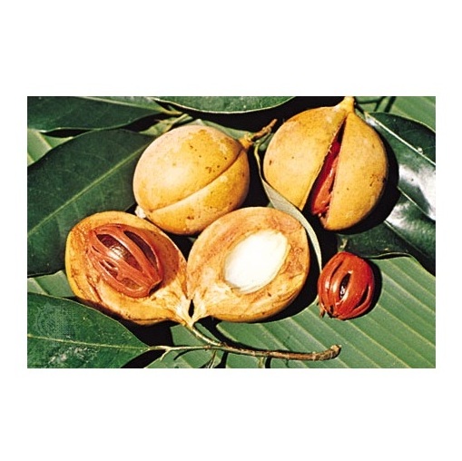 Nutmeg Wholesale High Quality Spice Dried Mace Nutmeg Factory Price Cardamom Whole Nutmeg Sale