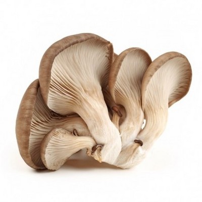 High quality wholesale dried mushroom shiitake dried mushroom