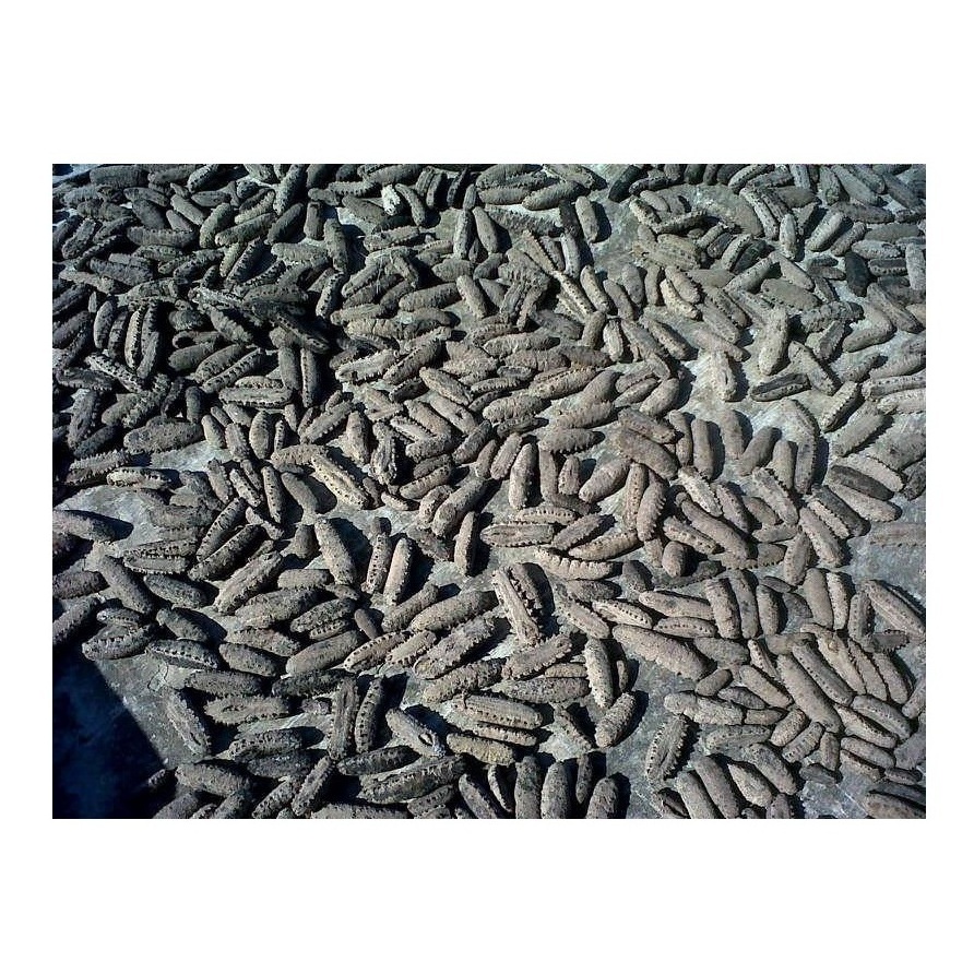 Wholesale Dealer Of Cheapest Price Dry Dried Sea Cucumber - DRIED and Frozen SEAFOOD