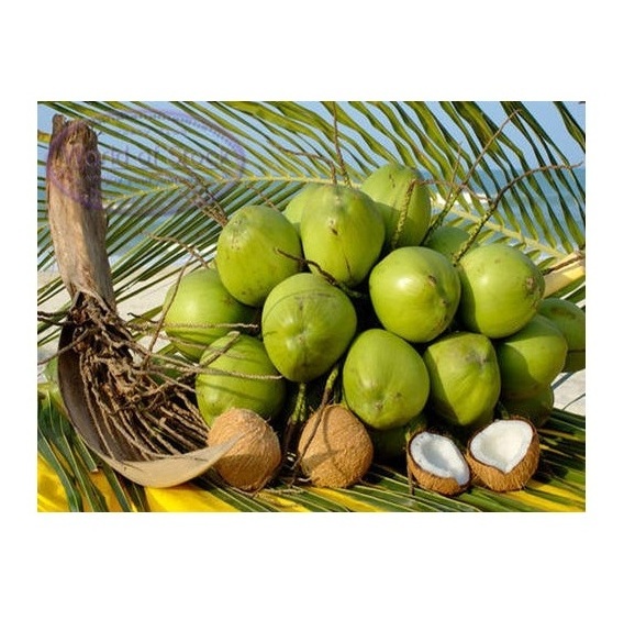 Old Coconut Dehusked Organic Fresh Mature-Dry mature old coconuts-high quality coconut