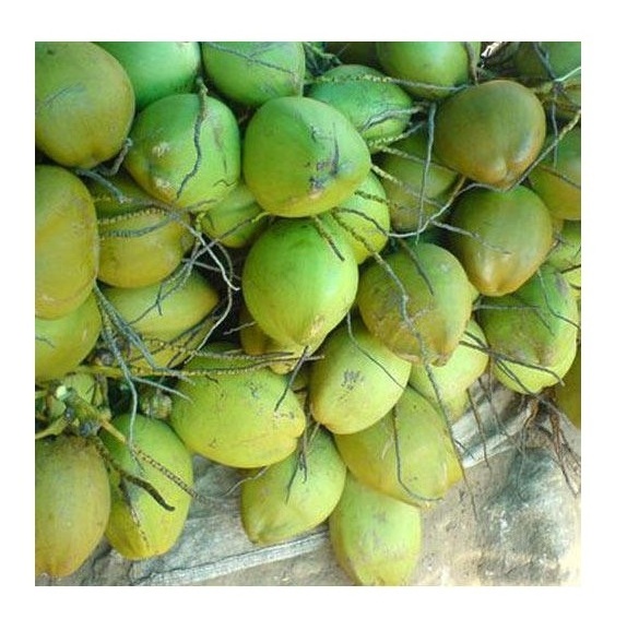 High Quality Fresh Dehusked Coconuts / fresh coconuts(larger size)