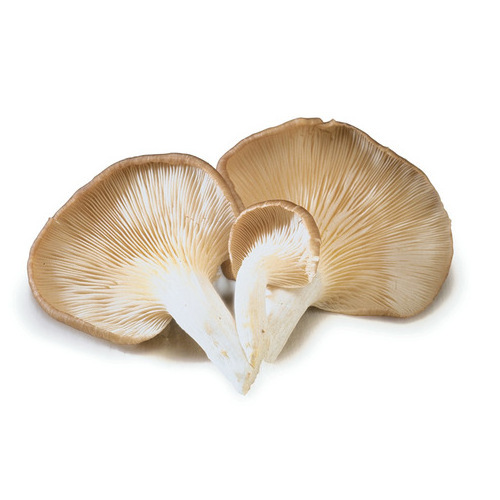 High quality wholesale dried mushroom shiitake dried mushroom