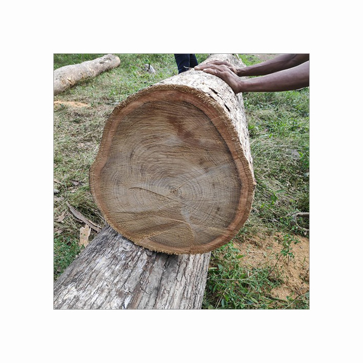 Hot sale Solid Wood Pine Wood/ Sawn Timber Wood Species /Solid Wood Boards Bubinga timber