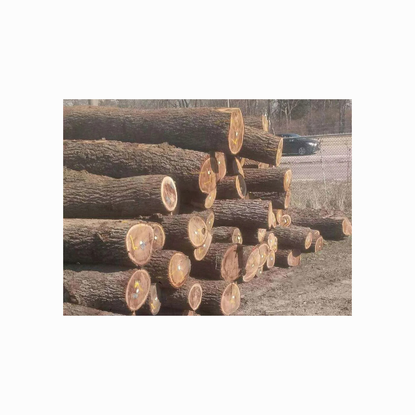 Hot sale Solid Wood Pine Wood/ Sawn Timber Wood Species /Solid Wood Boards Bubinga timber