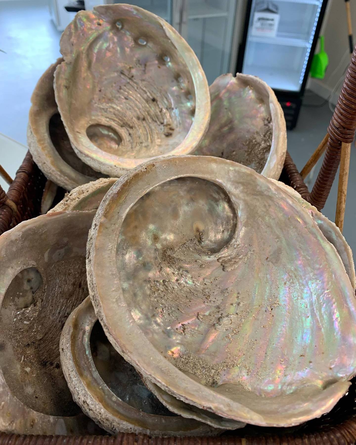 cheap green abalone shells