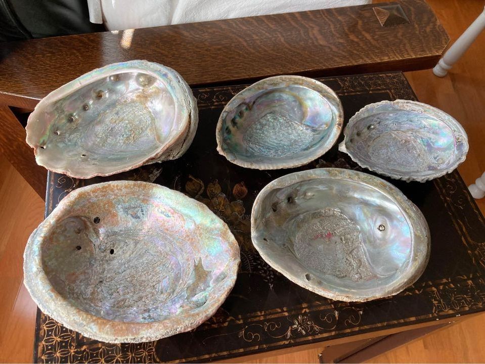 cheap green abalone shells