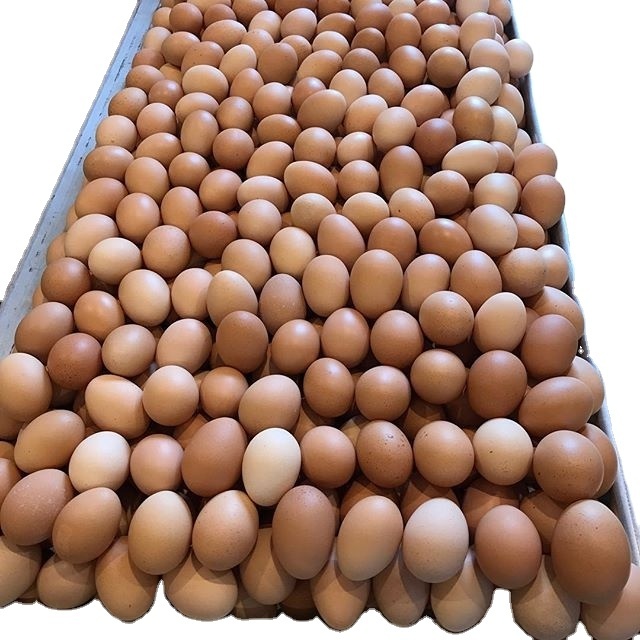 Buy Farm Fresh Fertile White Fresh Chicken Table Eggs/ Ostrich Eggs/Chicks/ For Sale-