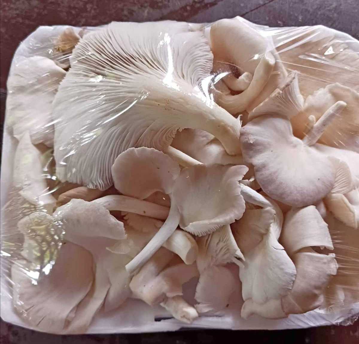 Fresh King Oyster Mushroom and Creamy Mushroom