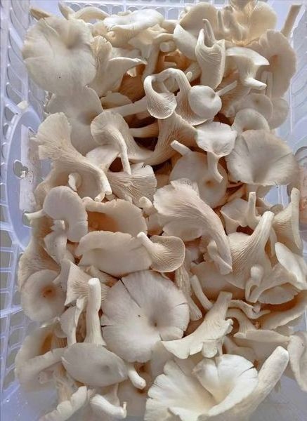 Fresh King Oyster Mushroom and Creamy Mushroom