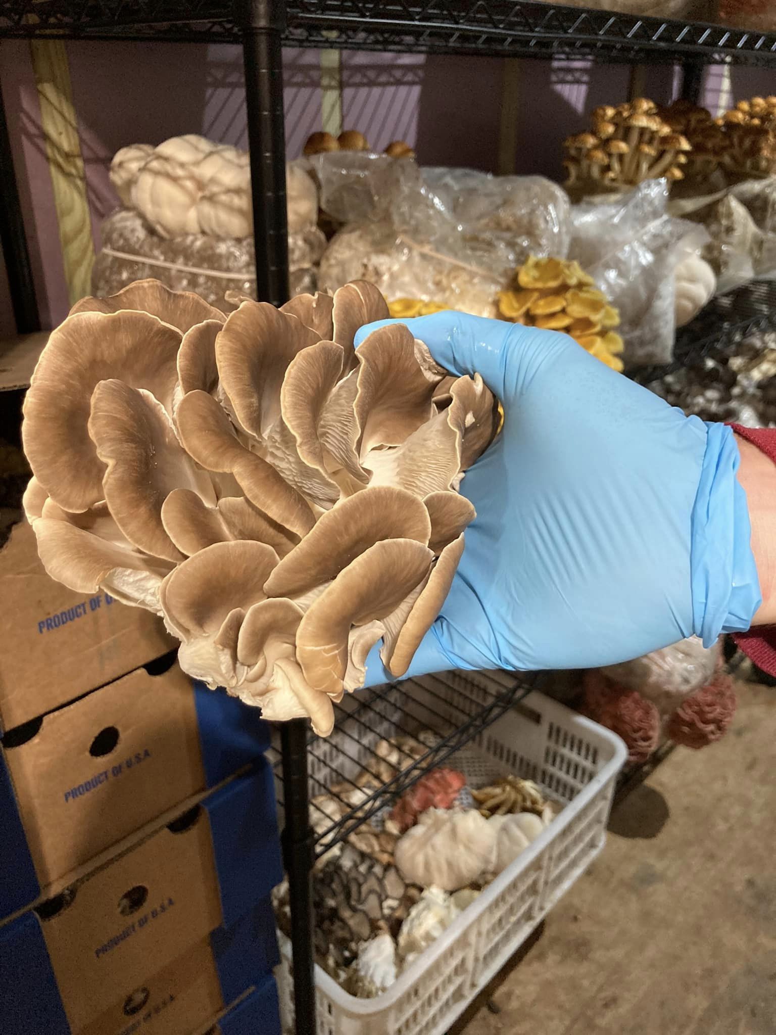 Fresh King Oyster Mushroom and Creamy Mushroom