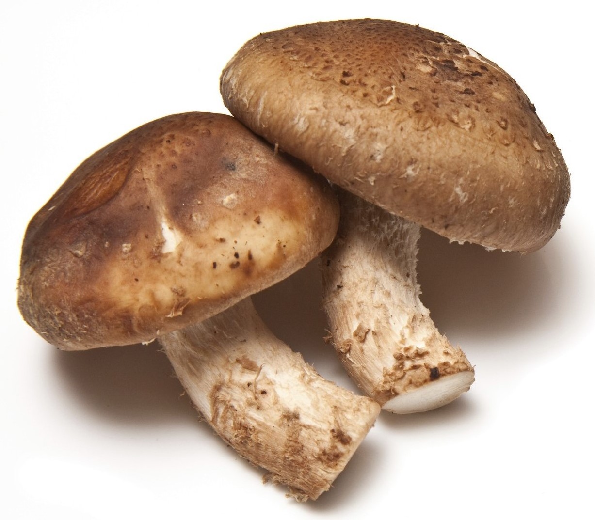 Buy Mushrooms / dried mushrooms / fresh mushrooms