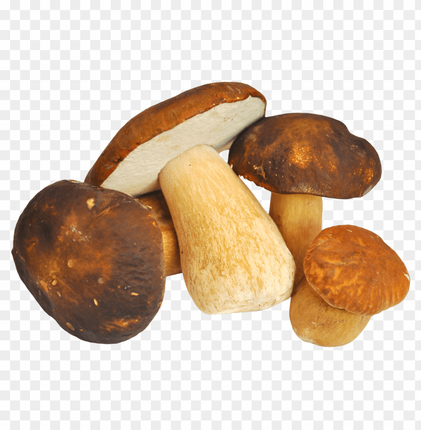 Best Price IQF Frozen Fresh White Beech Button Champignon Mushroom Sliced