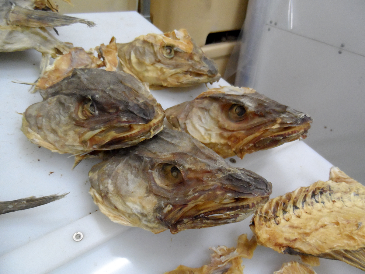 Best Dry Stock Fish / Dry Stock Fish Head / dried salted cod Dry Stockfish, Herring Fish ready for export