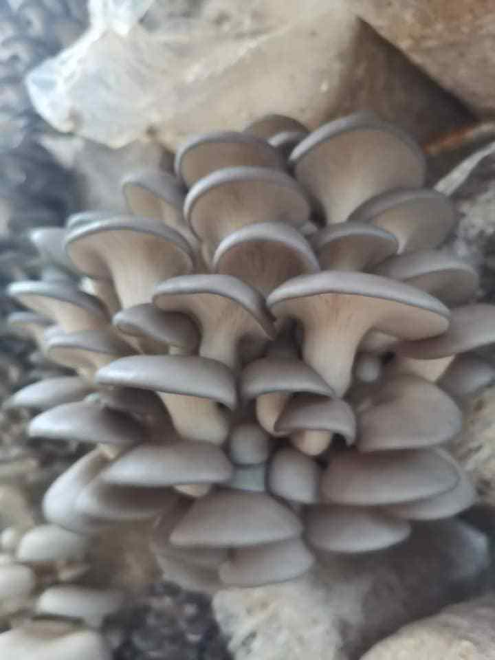 Dried Oyster Mushrooms