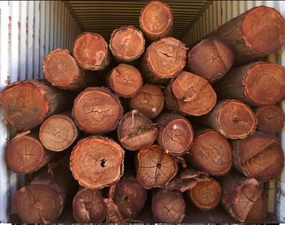 Eucalyptus Wood Logs Birch Wood Logs