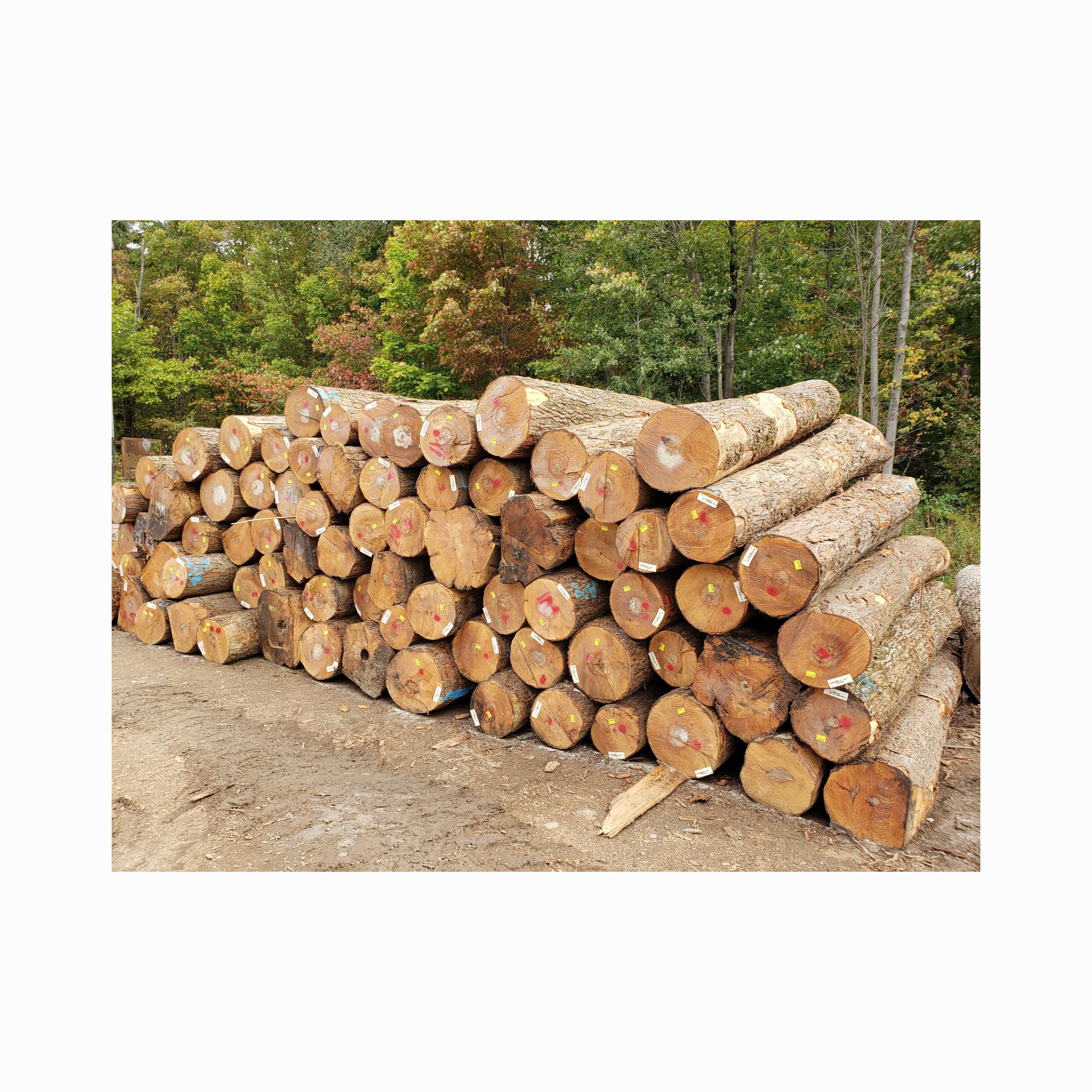 Top Quality Timber Logs Teak timber Wood Ipe Logs etc/ Oak Wood Logs / Teak Wood - Round Logs, Sawn Timber Logs