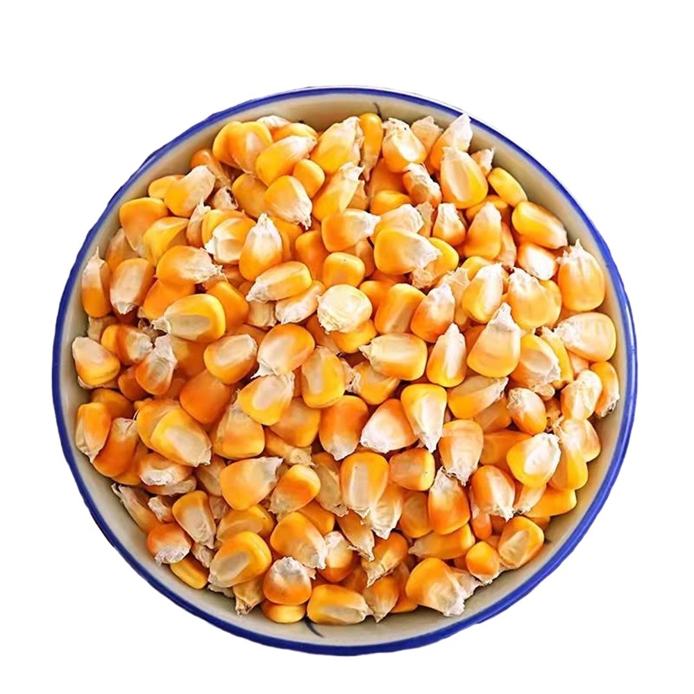 100% Best Quality 1 Yellow Corn & White Corn/Maize for Human & Animal Feed Available For Sale