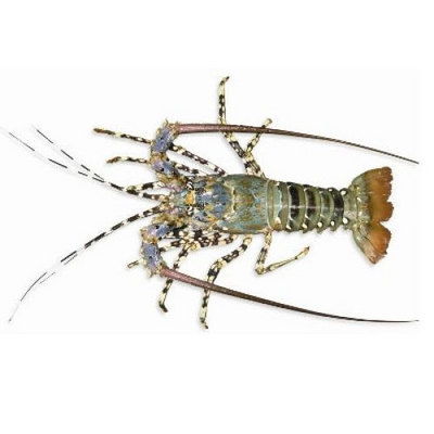 Wholeleae Fresh Frozen Lobsters, Raw Lobsters, Live Lobsters with Highest Export Quality