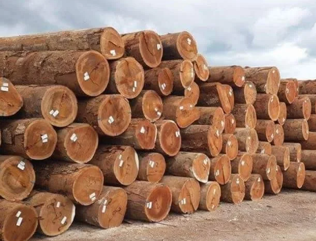 Teak wood round logs