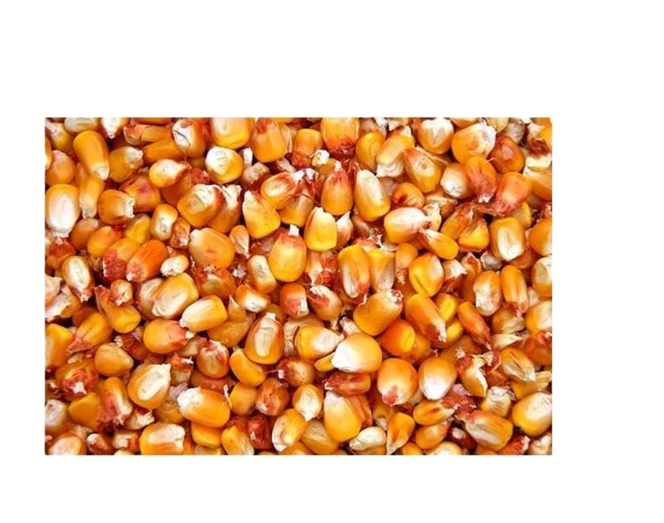 100% Best Quality 1 Yellow Corn & White Corn/Maize for Human & Animal Feed Available For Sale