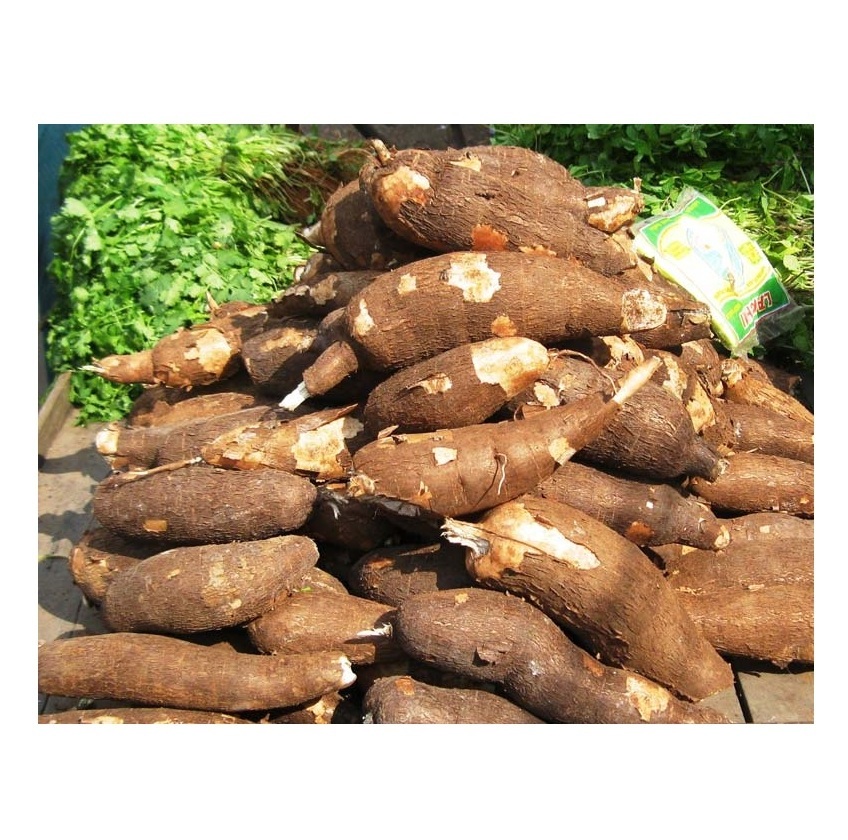 Kiln Dried Beech firewood00% Pure Natural Quality Fresh Vegetables Cassava At Best Wholesale Pricing