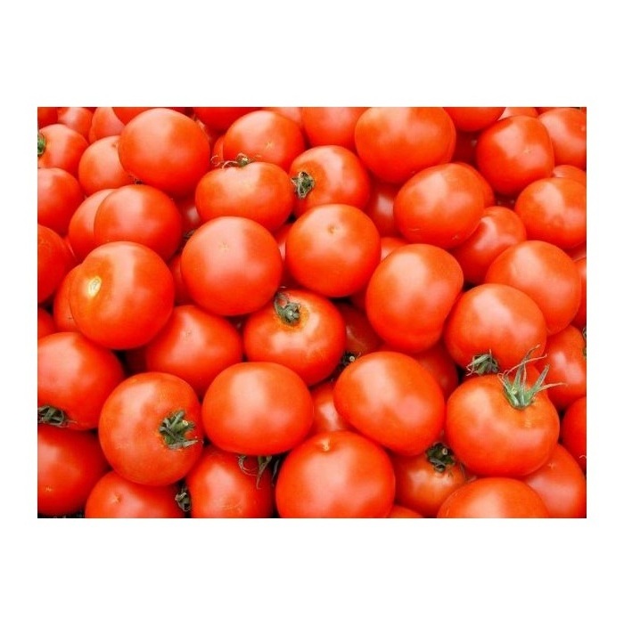 Cheapest Price Supplier Bulk Fresh Vegetables Tomatoes With Fast Delivery