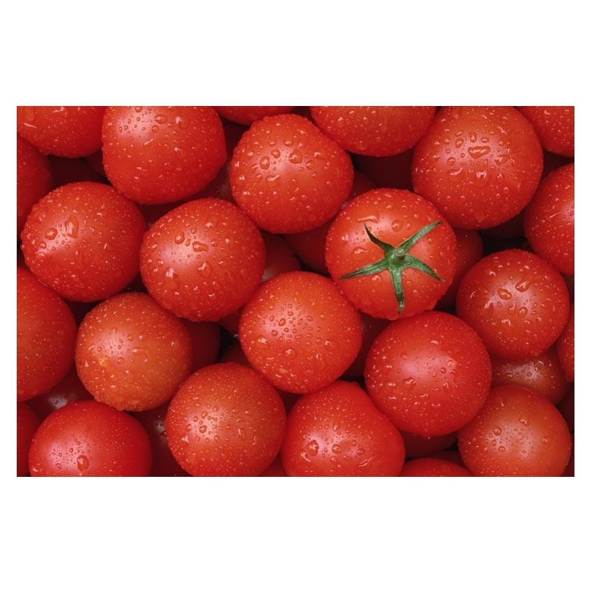 Cheap Price Natural Fresh Tomatoes in Stock Wholesale Exporter Of Fresh Vegetable