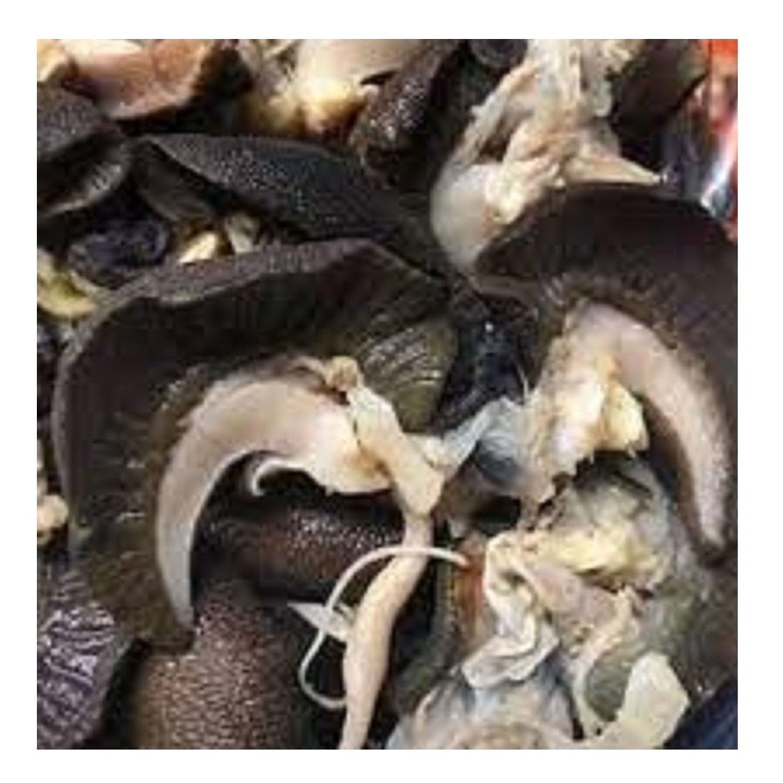 Premium Grade Fresh Frozen Snail Meat Dried African Land Snails Meat for Sale