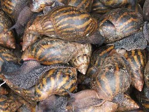 Premium Grade Fresh Frozen Snail Meat Dried African Land Snails Meat for Sale