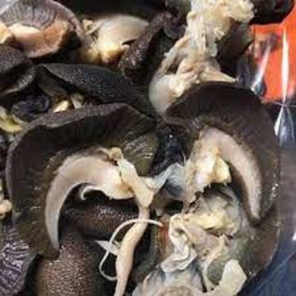 Wholesale Fresh Frozen Snail Meat Dried African Land Snails Meat for Sale