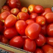 Organic Fresh Tomato at competitive price