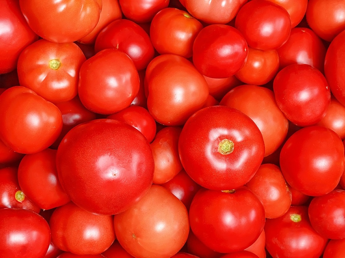 Organic Fresh Tomato at competitive price