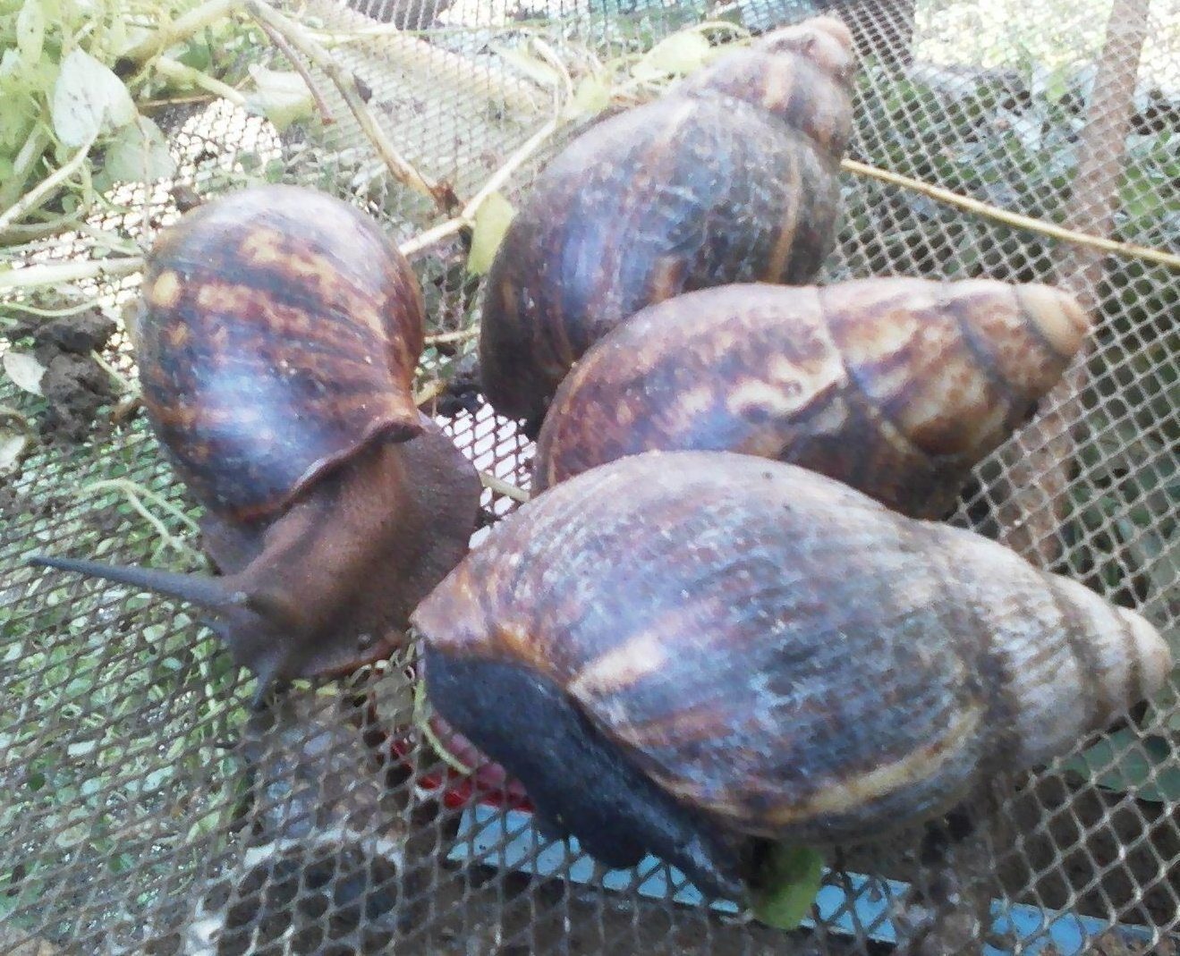 Giant African Land Snails for sale, High Quality Edible Snails Frozen, Dried , Fresh Snails