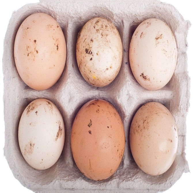 Cheap Eating Eggs in bulk Sales | Fertile Chicken Eggs for sale