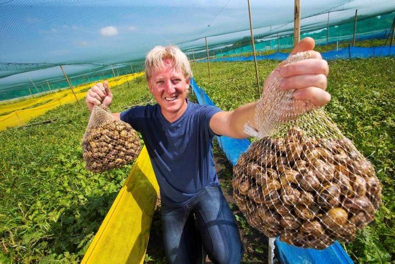 Giant African Land Snails for sale, High Quality Edible Snails Frozen, Dried , Fresh Snails