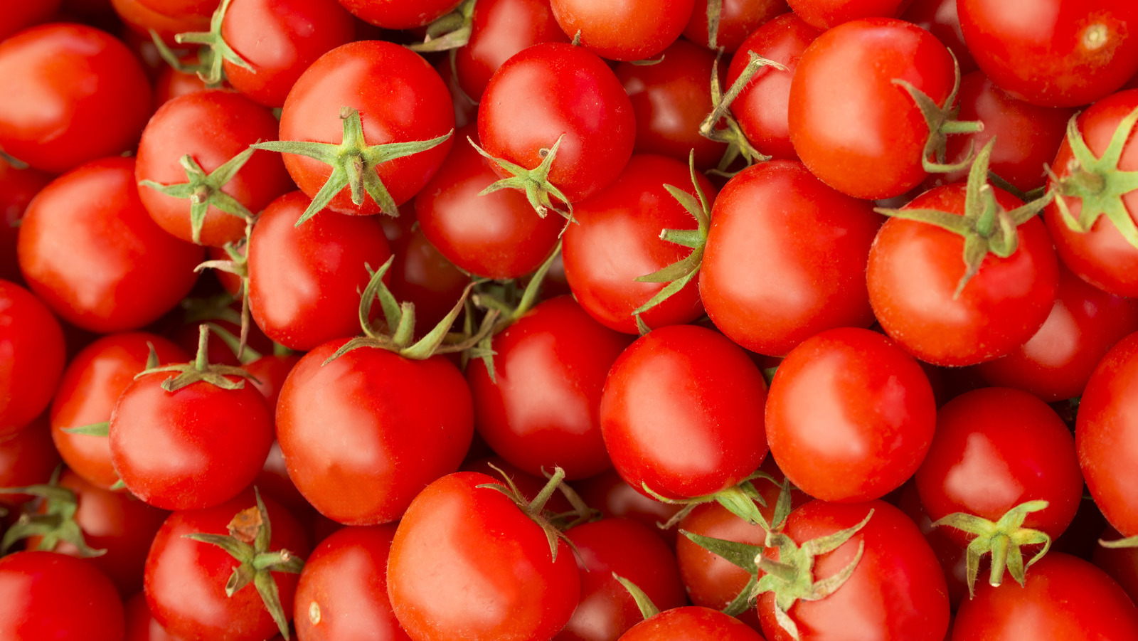 Organic Fresh Tomato at competitive price