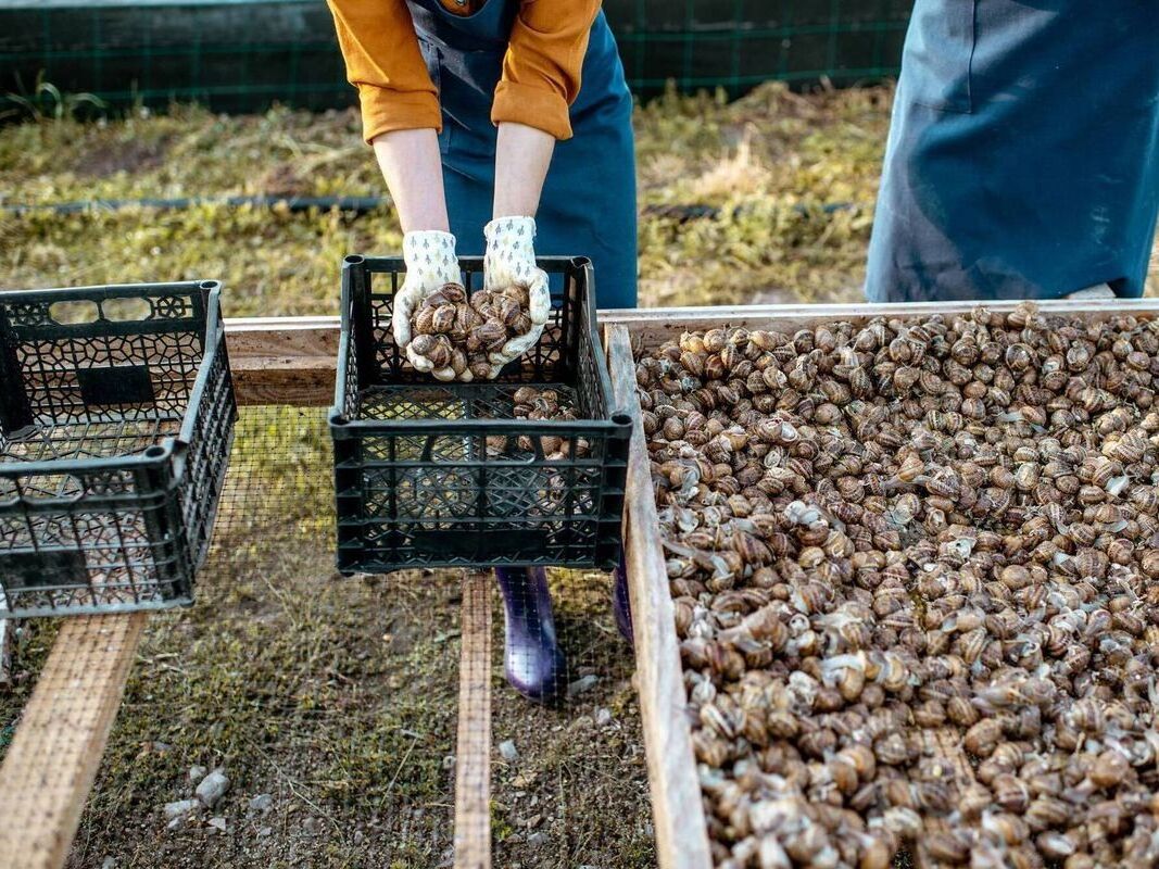 Giant African Land Snails for sale, High Quality Edible Snails Frozen, Dried , Fresh Snails