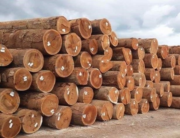 Ebony wood log /Teak Wood - Round Logs timber 500-600mm