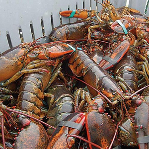 whole sale Fresh Quality red Lobster/live maine lobster/Frozen red Lobster for sale