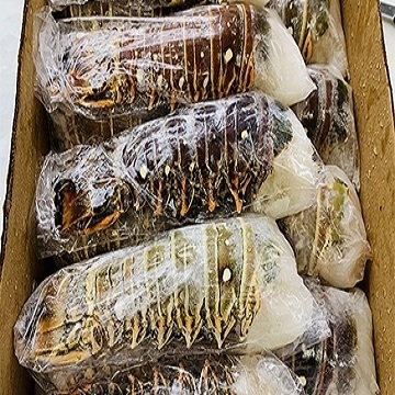 whole sale Fresh Quality red Lobster/live maine lobster/Frozen red Lobster 500 tons