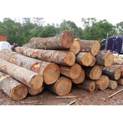 Good Quality Grade A White and Red Oak Logs