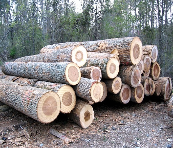 Good Quality Grade A White and Red Oak Logs