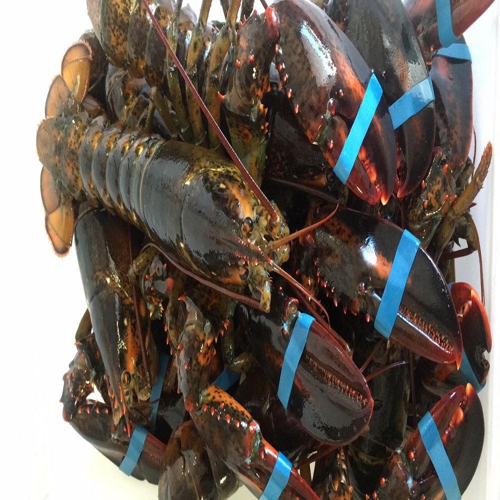 whole sale Fresh Quality red Lobster/live maine lobster/Frozen red Lobster 500 tons