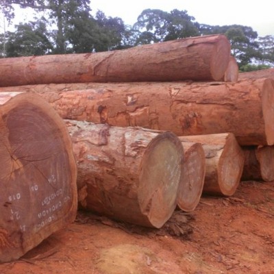 Ebony wood log /Teak Wood - Round Logs timber 500-600mm