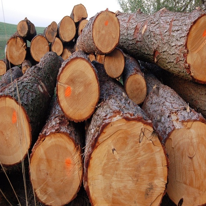 pine wood logs