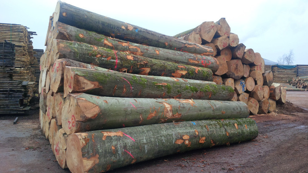 Good Quality Grade A White and Red Oak Logs